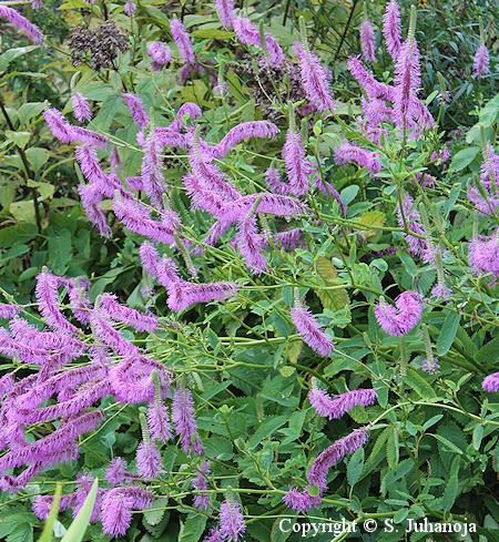 Sanguisorba japonensis, japaninluppio